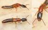 Xantholinini inconnu